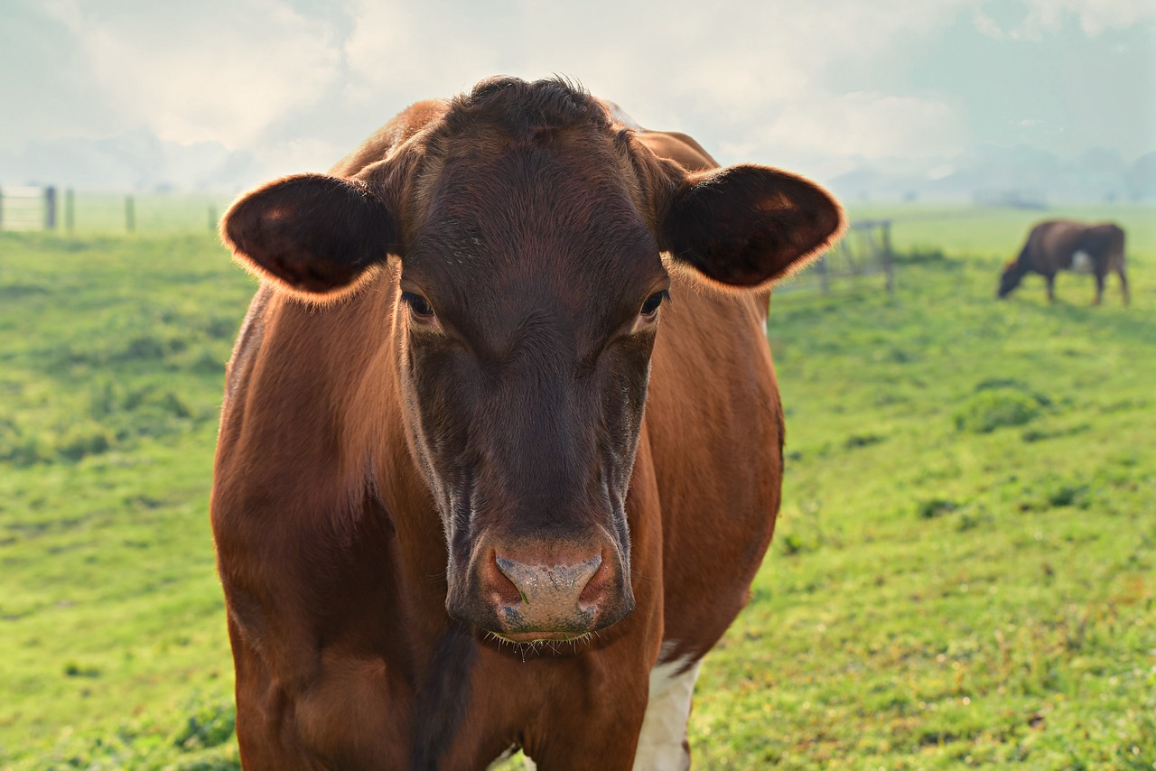 Korzyści ze stosowania premiksów w hodowli bydła